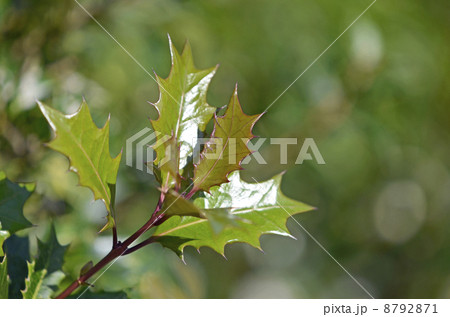 ヒイラギ ヒイラギ 8792871