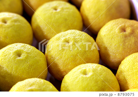 柚子(ゆず) 柚子(ゆず) 8793075