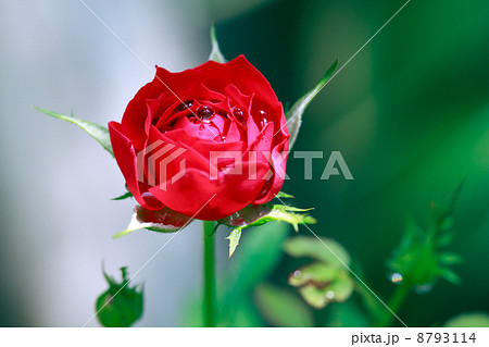 赤いバラと水滴 8793114