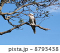 ワライカワセミ 8793438