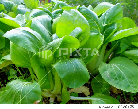 畑のチンゲン菜 畑のチンゲン菜 8793500