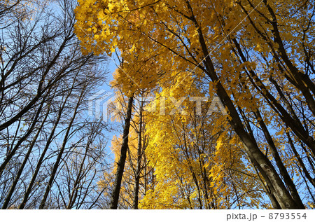 Beautiful yellow autumn trees and blue sky Beautiful yellow autumn trees and blue sky 8793554