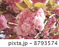 満開の牡丹桜 8793574