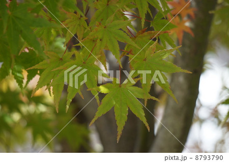 もみじ４ 8793790