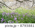 満開の桜と諸葛菜 8793881