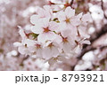 桜咲く鴨川 8793921