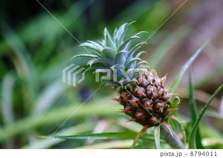 Pineapple Pineapple 8794011