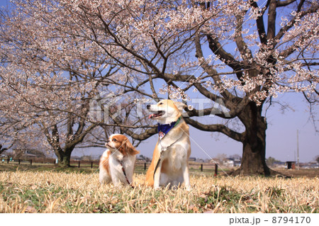 2匹の犬と満開の桜 2匹の犬と満開の桜 8794170