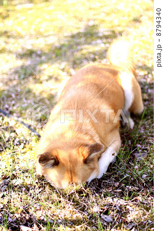 犬の穴掘り 犬の穴掘り 8794340