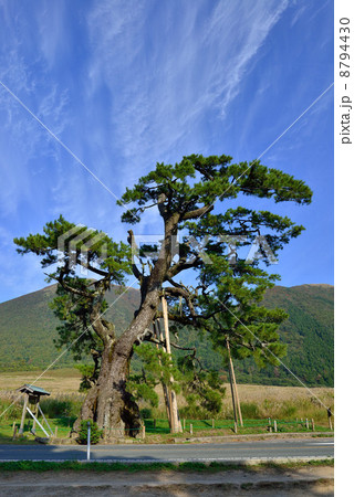 定めの松 8794430