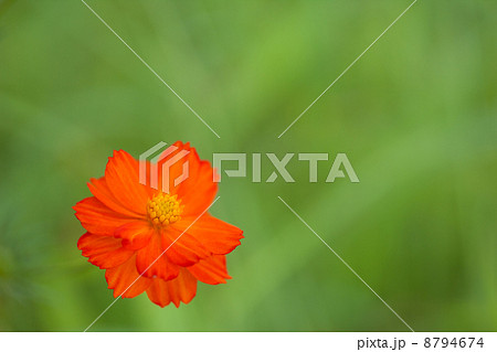 コスモス 8794674