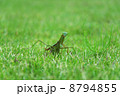 かまきり 8794855