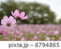 コスモスの先に写るのは 8794865