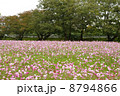 コスモスのある風景 8794866