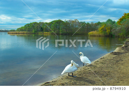 白鳥の居る風景 8794910