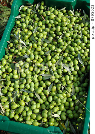 オリーブ収穫 オリーブ収穫 8795023