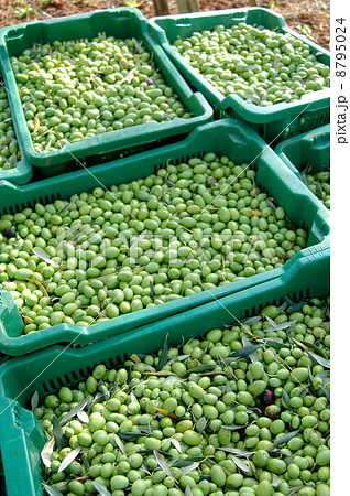 オリーブ収穫 オリーブ収穫 8795024