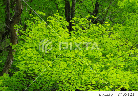 新緑の森 8795121