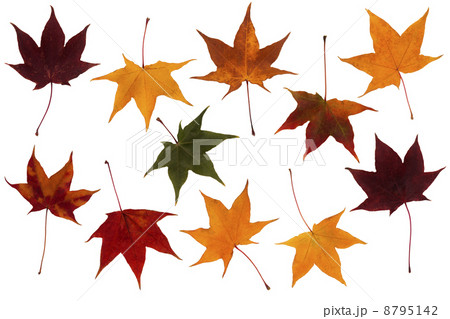 maple leaves set maple leaves set 8795142