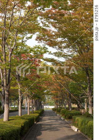 紅葉 紅葉 8795256