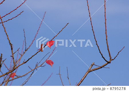 梅紅葉 8795278