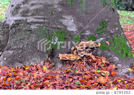 Tree trunk with mashrooms and red fallen leaves. Tree trunk with mashrooms and red fallen leaves. 8795302