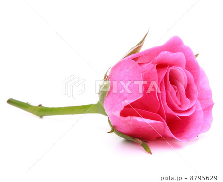Pink rose flower head isolated on white background cutout 8795629
