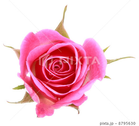 Pink rose flower head isolated on white background cutout 8795630