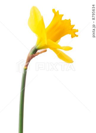 Daffodil flower or narcissus isolated on white background cutout 8795634