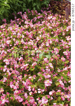 ベゴニア 8796517