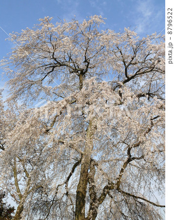 糸桜 イトザクラ 磯部稲村神社 糸桜 イトザクラ 磯部稲村神社 8796522
