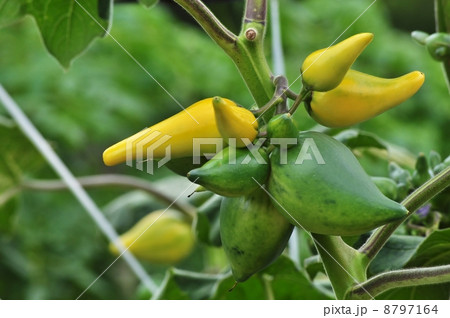 ツノナス 8797164