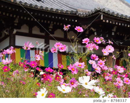 般若寺のコスモス 8798337