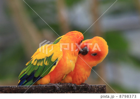 コガネメキシコインコ 8798373