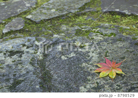 秋イメージ 8798529