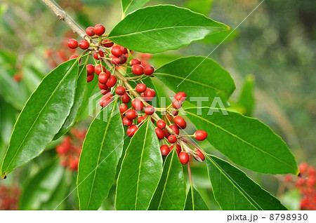 ナナミノキ実 8798930