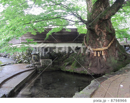 けやき水源 8798966