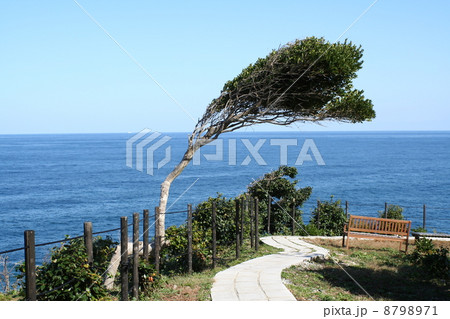奥能登聖域の岬 奥能登聖域の岬 8798971