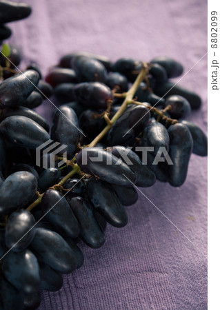 blue grape blue grape 8802099