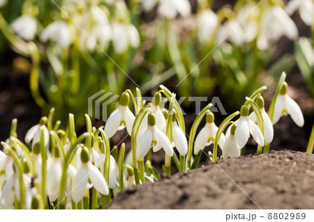 snowdrops snowdrops 8802989