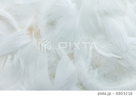 Color feathers 8803216