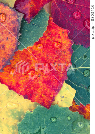 autumn leaves autumn leaves 8803416