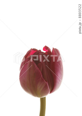 nice tulip 8803522