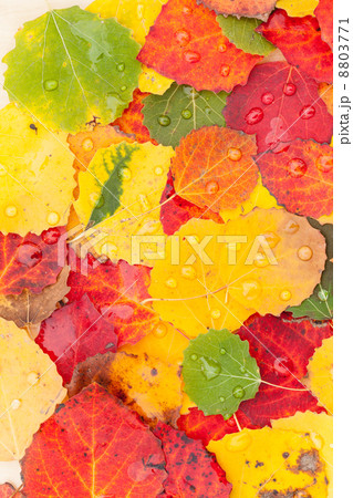 autumn leaves 8803771
