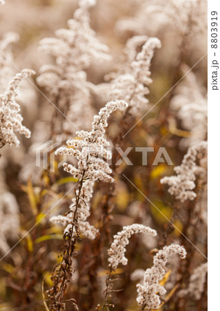 autumn plants 8803919