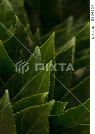 leaves background 8804157