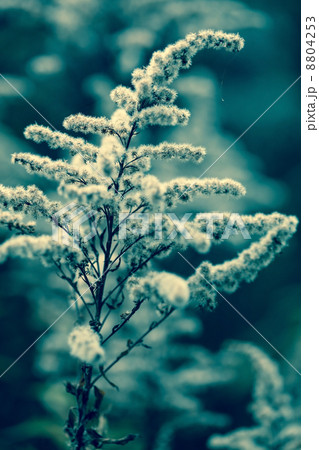 autumn plants 8804253