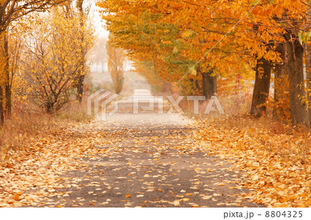 Autumn alley 8804325