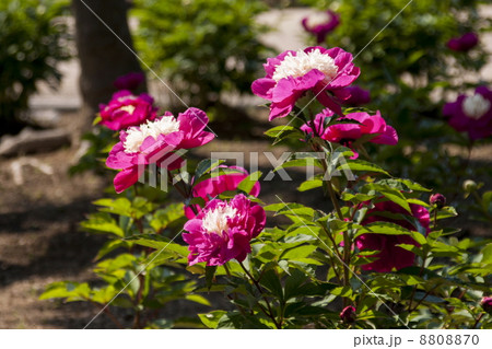 シャクヤク 8808870