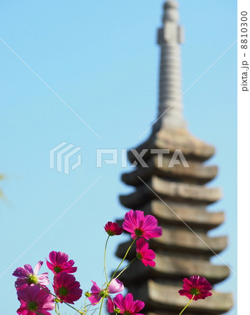 般若寺のコスモスと十三重石宝塔 8810300